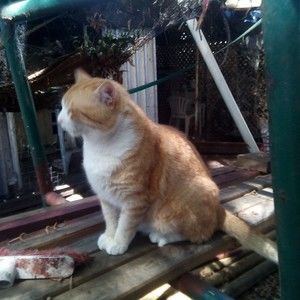 Meet your Posher, Rose